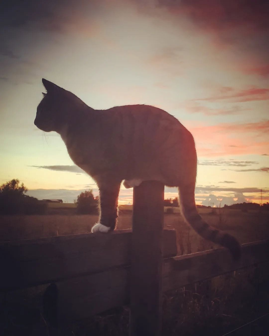 Katt i siluett mot kvällshimmel